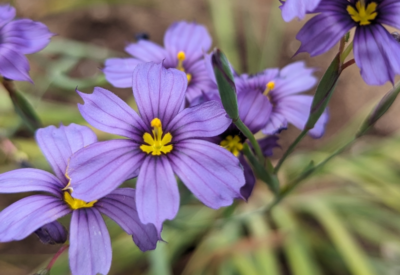 Blue-eyed-grass.png