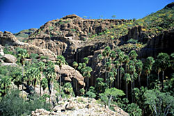 Arroyo San Gregorio, Sierra de San Francisco, photo by Brad Hollingsworth, © 2000 SDNHM